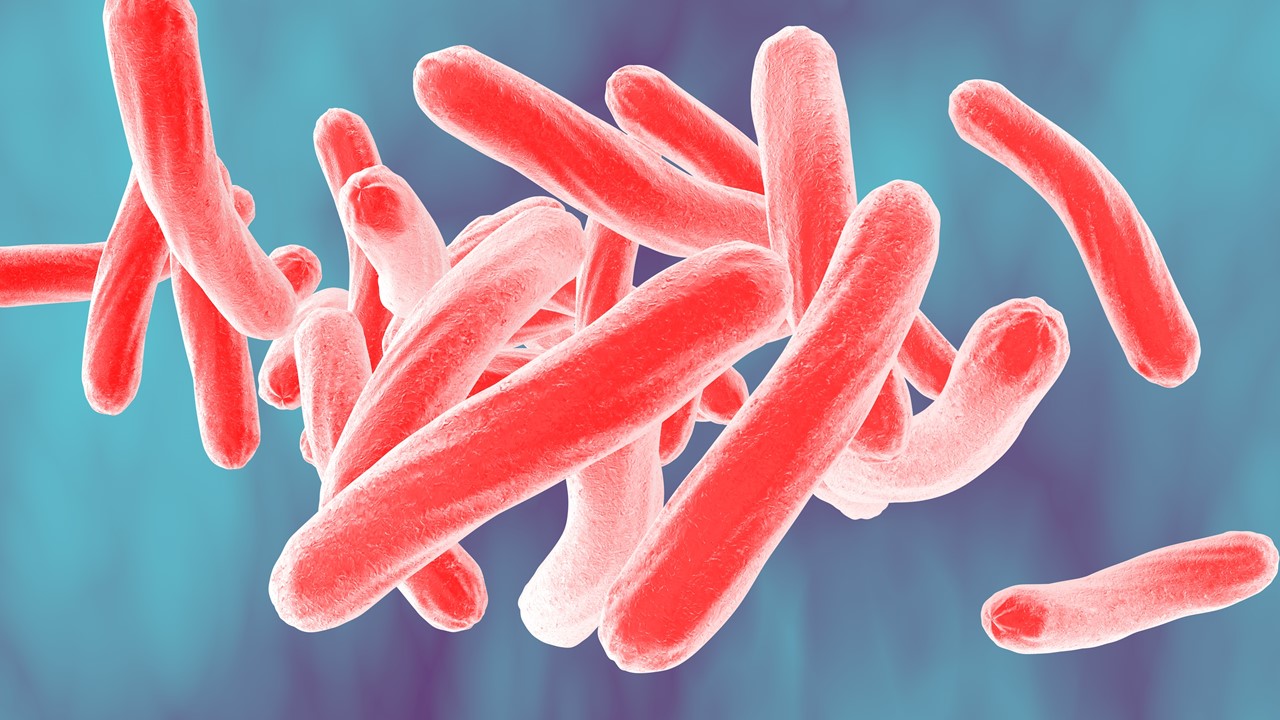 Bacteria that cause TB